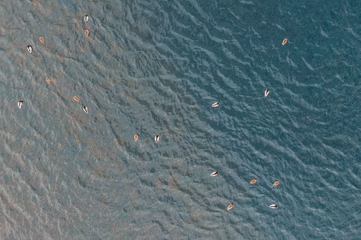 Там они кормили уток белым хлебом