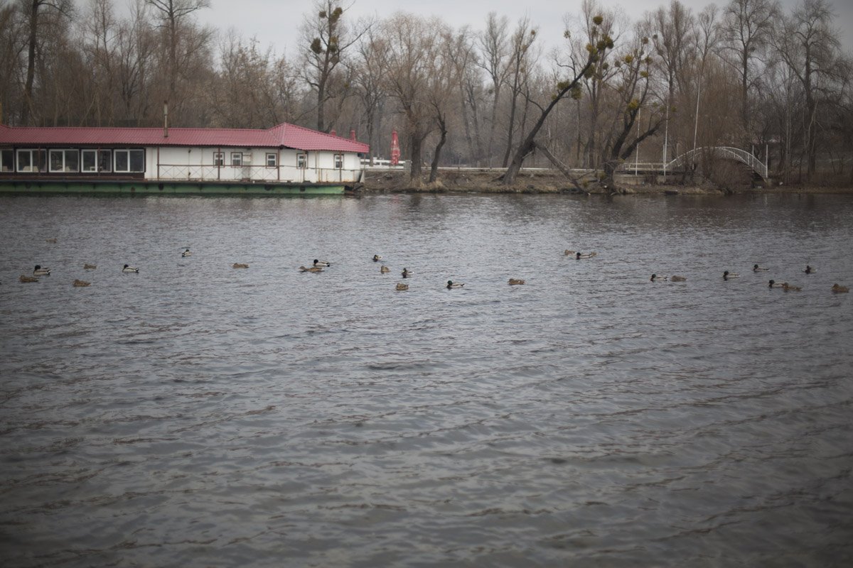 В зимний период в условиях урбанизации птицам критически не хватает природного корма