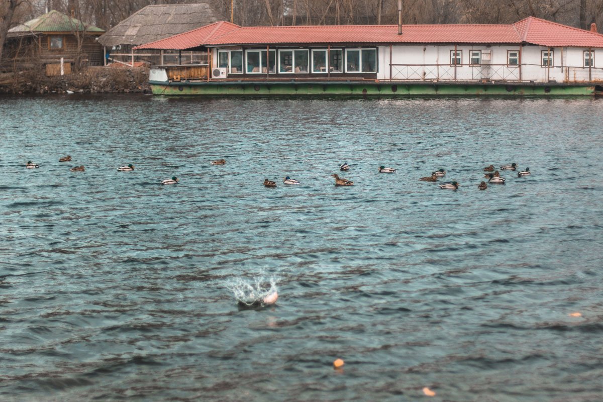 Категорически запрещено давать птицам черный хлеб