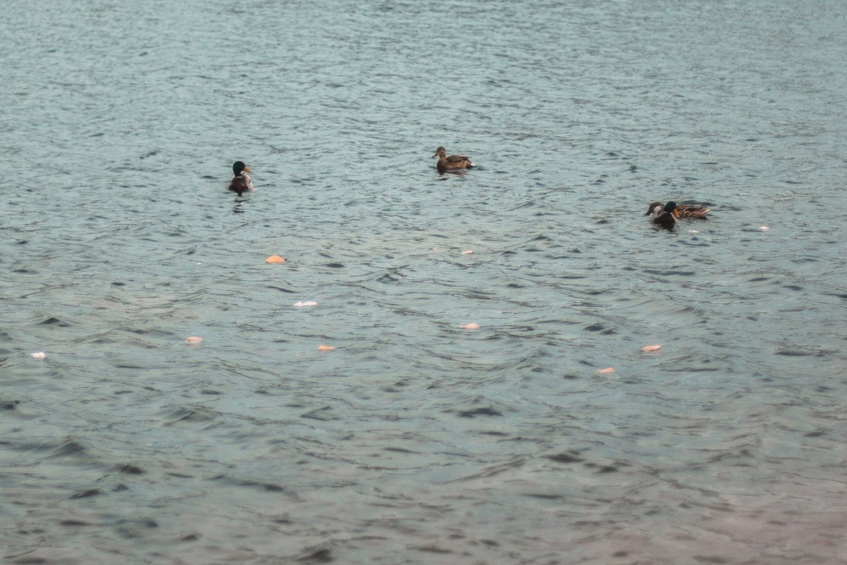 Они не могут переварить этот продукт и впоследствии могут погибнуть