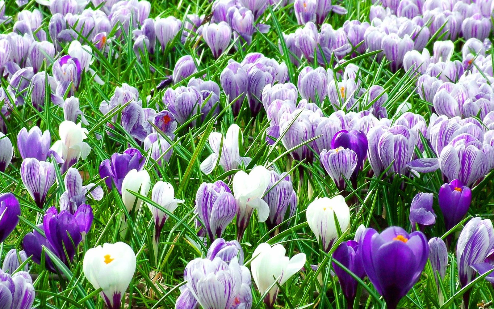 Первоцветами лучше любоваться вживую, а не покупать растения у торговцев Первоцветами лучше любоваться вживую, а не покупать растения у торговцев