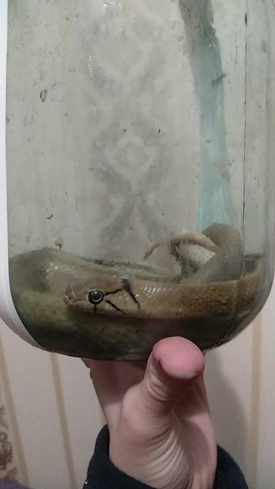 Животное заползло в квартиру через вентиляцию