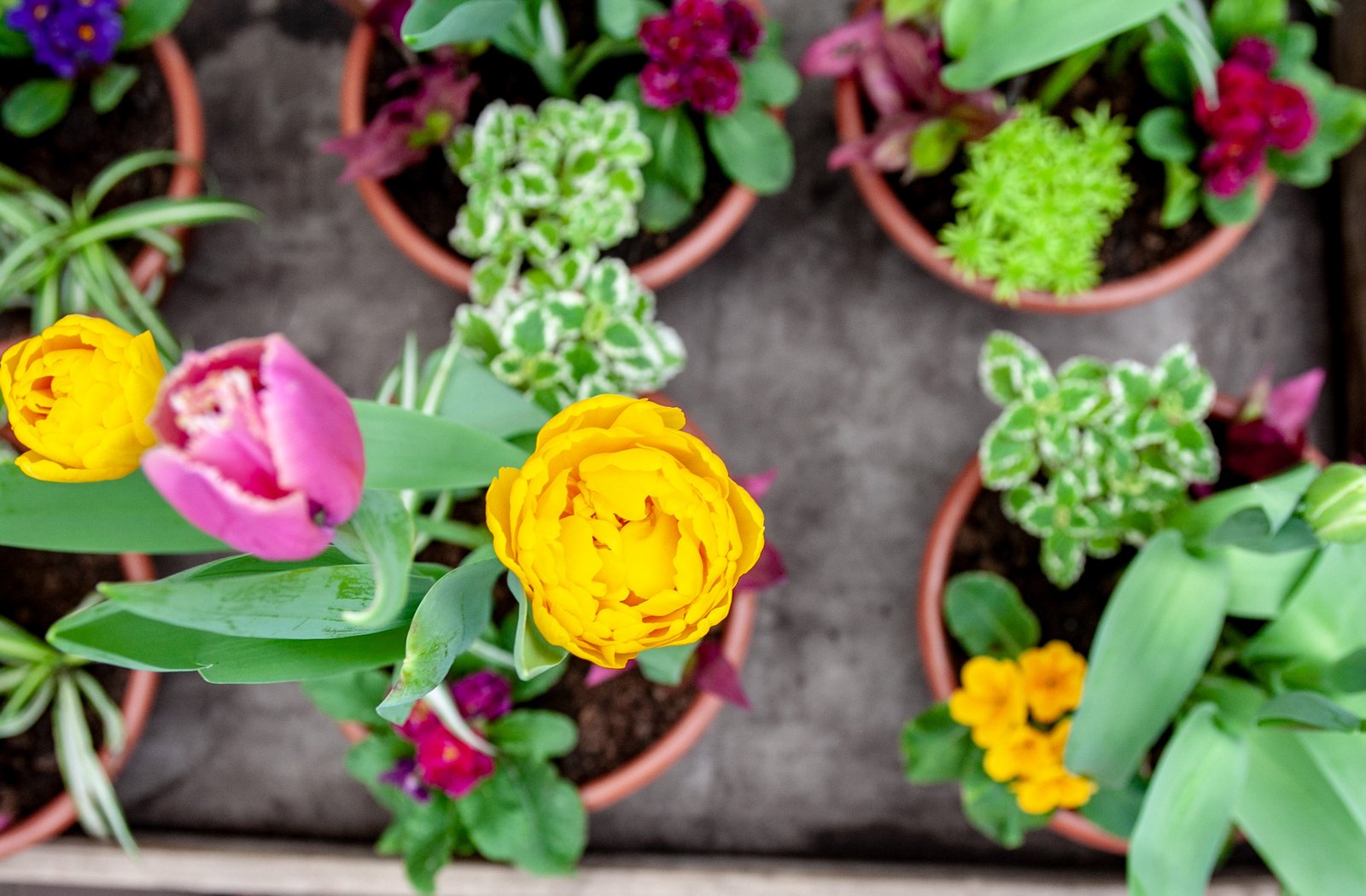 В 2019 году в столице высадят 8 миллионов цветов 