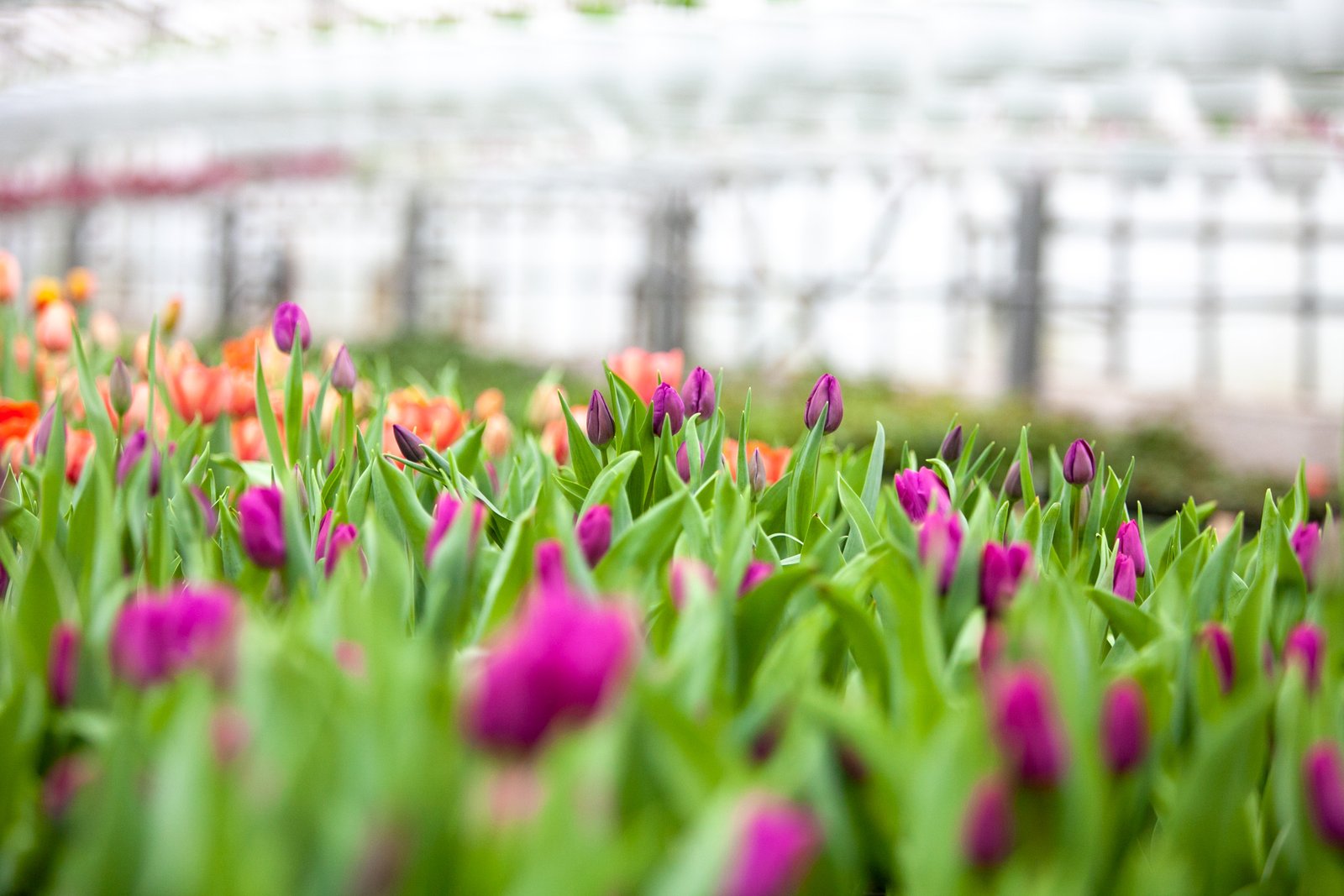 Общая площадь теплиц в столице составляет 1, 6 гектаров