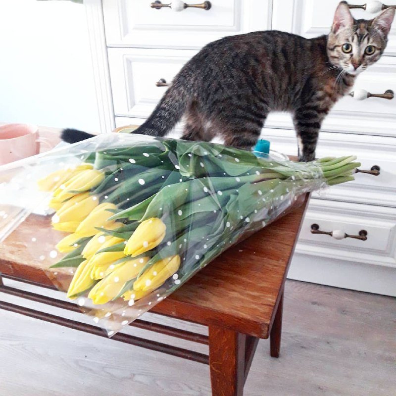 Или купить себе букет самой и представить, что тебе его подарил кот. Нет, ну а что? Фото: @oka_rozhkovskaya Или купить себе букет самой и представить, что тебе его подарил кот. Нет, ну а что? Фото: @oka_rozhkovskaya