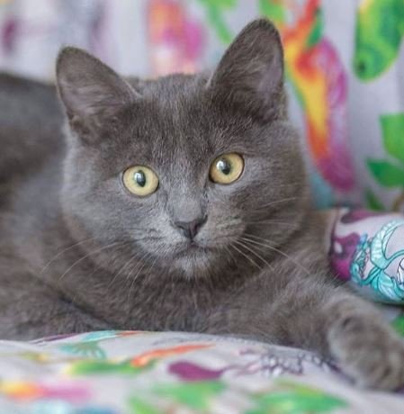 Пушистик Ронни с королевским характером 