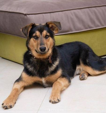 Грациозный Барни будет преданно охранять ваш сон