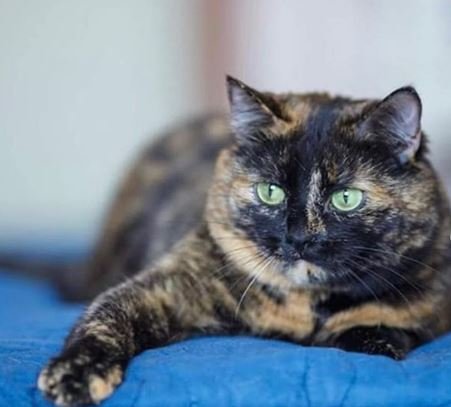 Малышка Мишель - кладезь удачи, ласки и нежности 