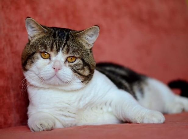 Благородный Шампань - это сочетание грации, нежности и мудрости 