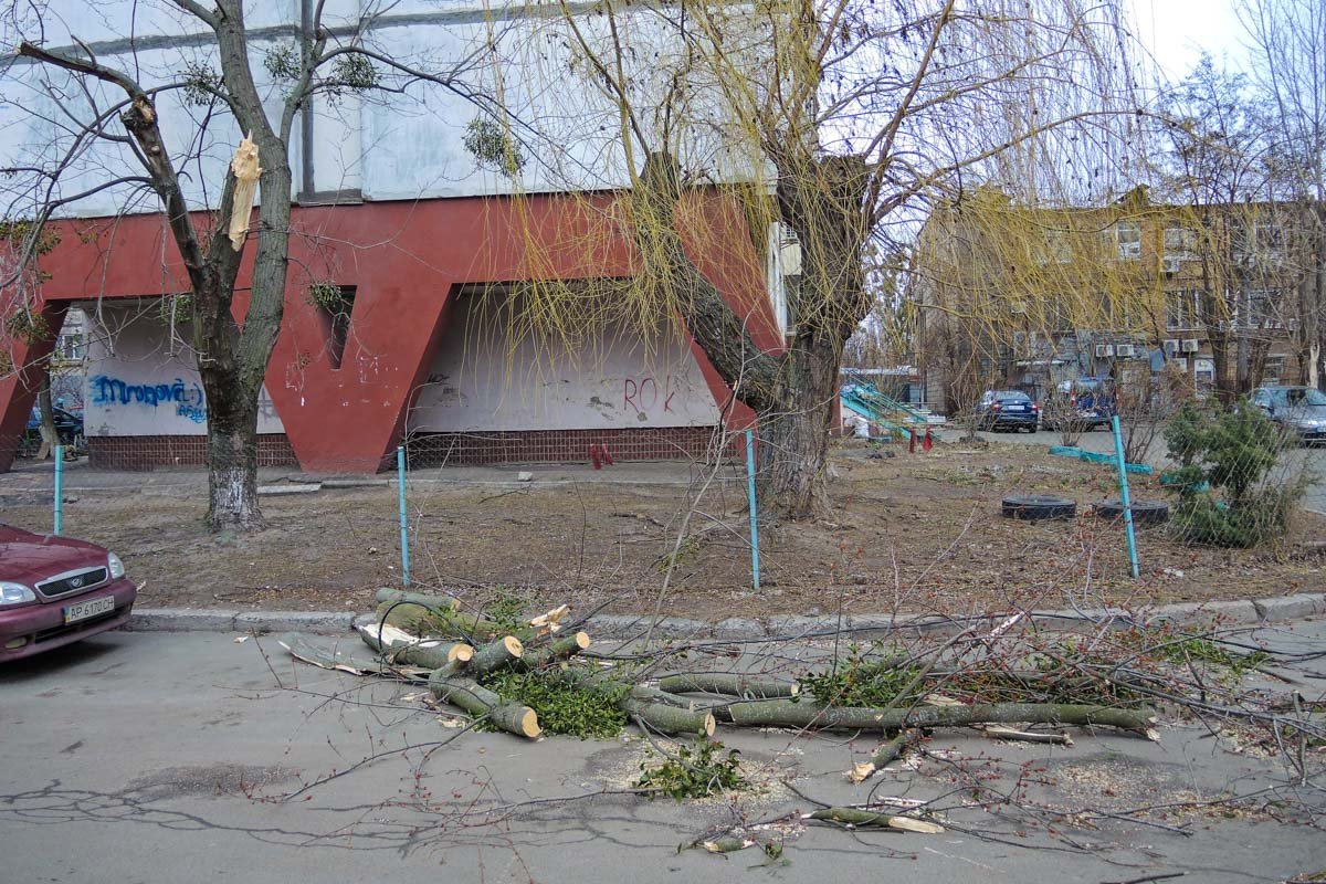 На бульваре Кольцова в одном из дворов дерево также не выдержало порывов ветра, однако автомобили не повредило