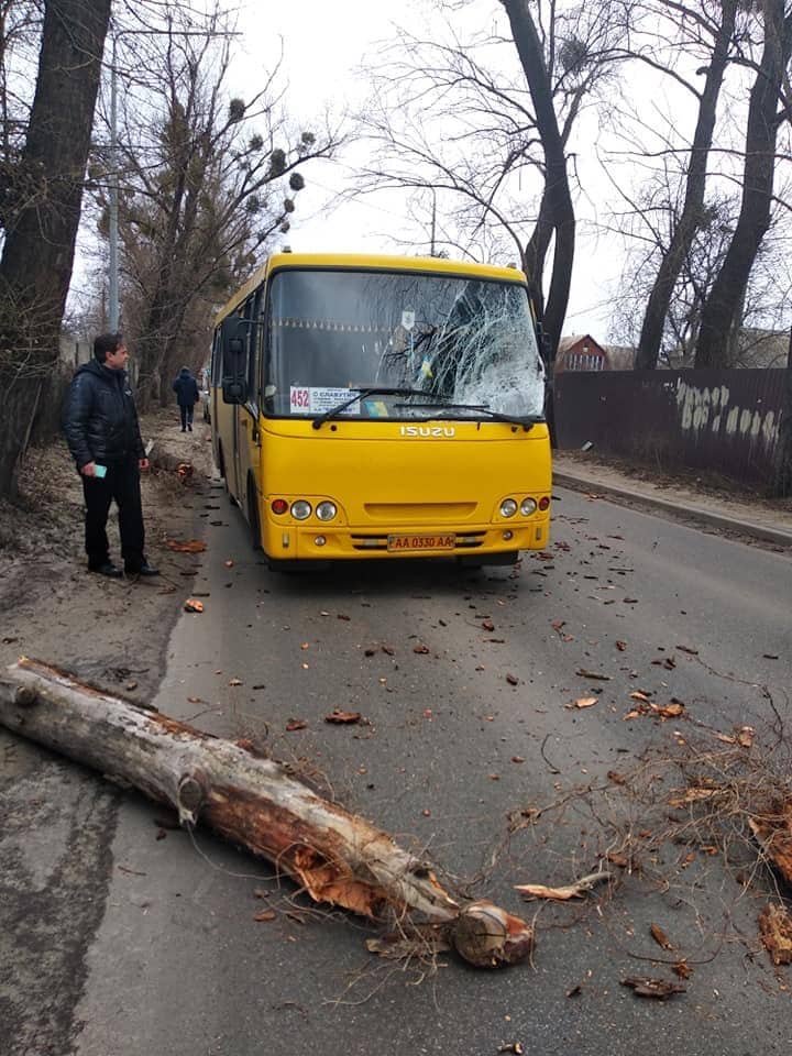 Маршрутное такси ехало с пассажирами, но, предварительно, от падения дерево никто не пострадал