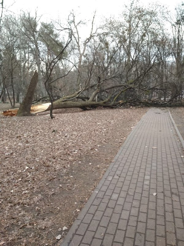Благо, никто из людей не проходил мимо, когда дерево падало