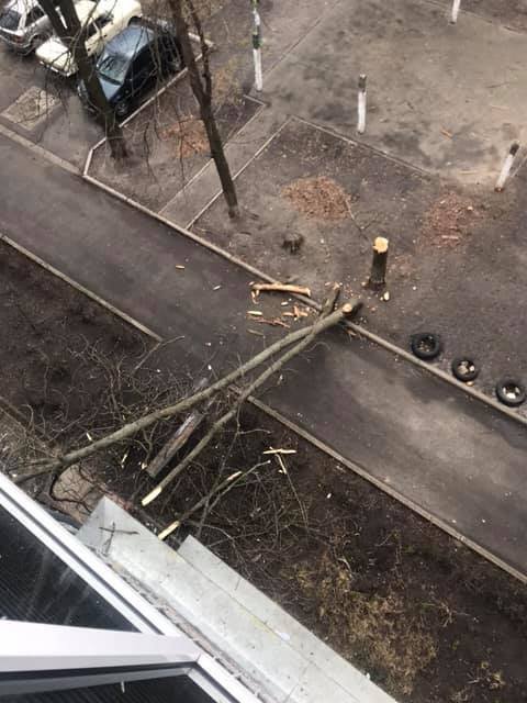 Дерево упало во дворе жилого дома и разбило окно в подъезде