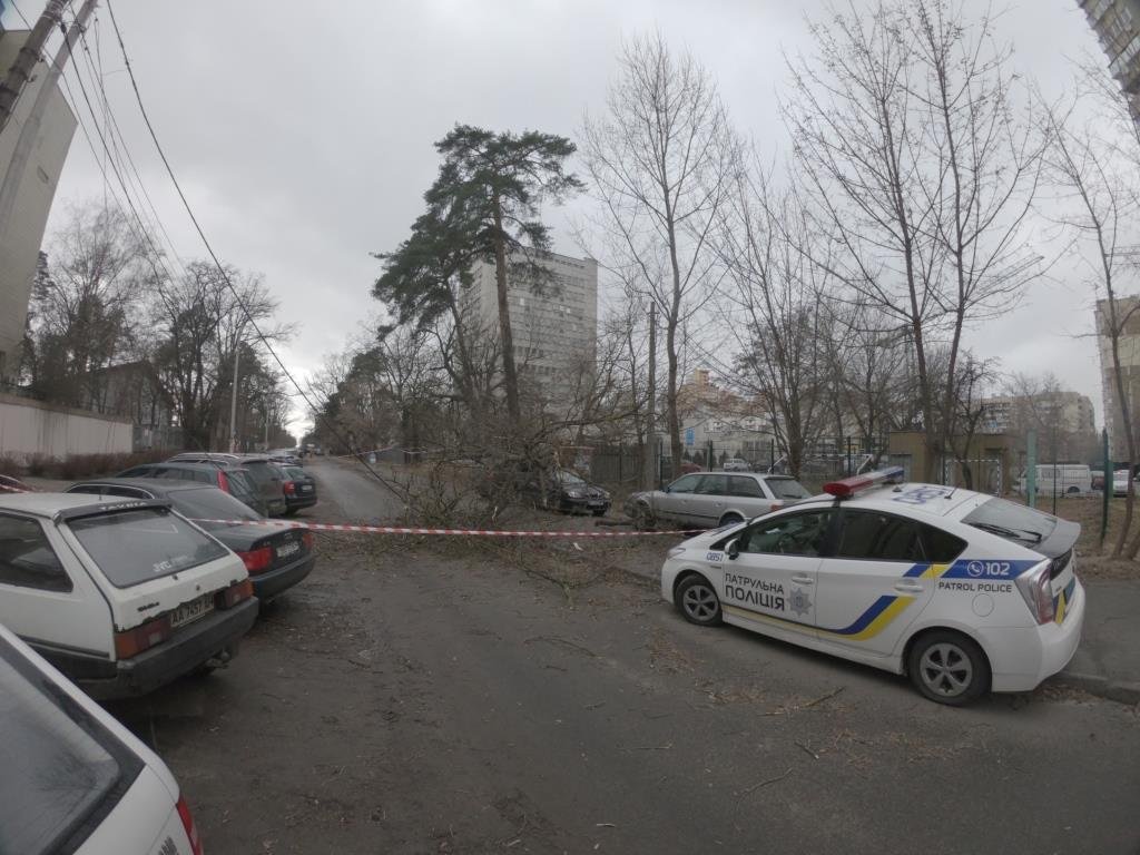 После падения дерево перекрыло улицу. Также при падении ветки зацепили и оборвали линии электропередач
