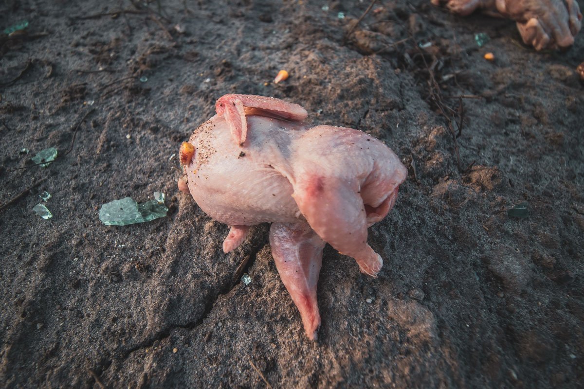 В кузове автомобиля находились тушки перепелов, которые оказались на обочине В кузове автомобиля находились тушки перепелов, которые оказались на обочине