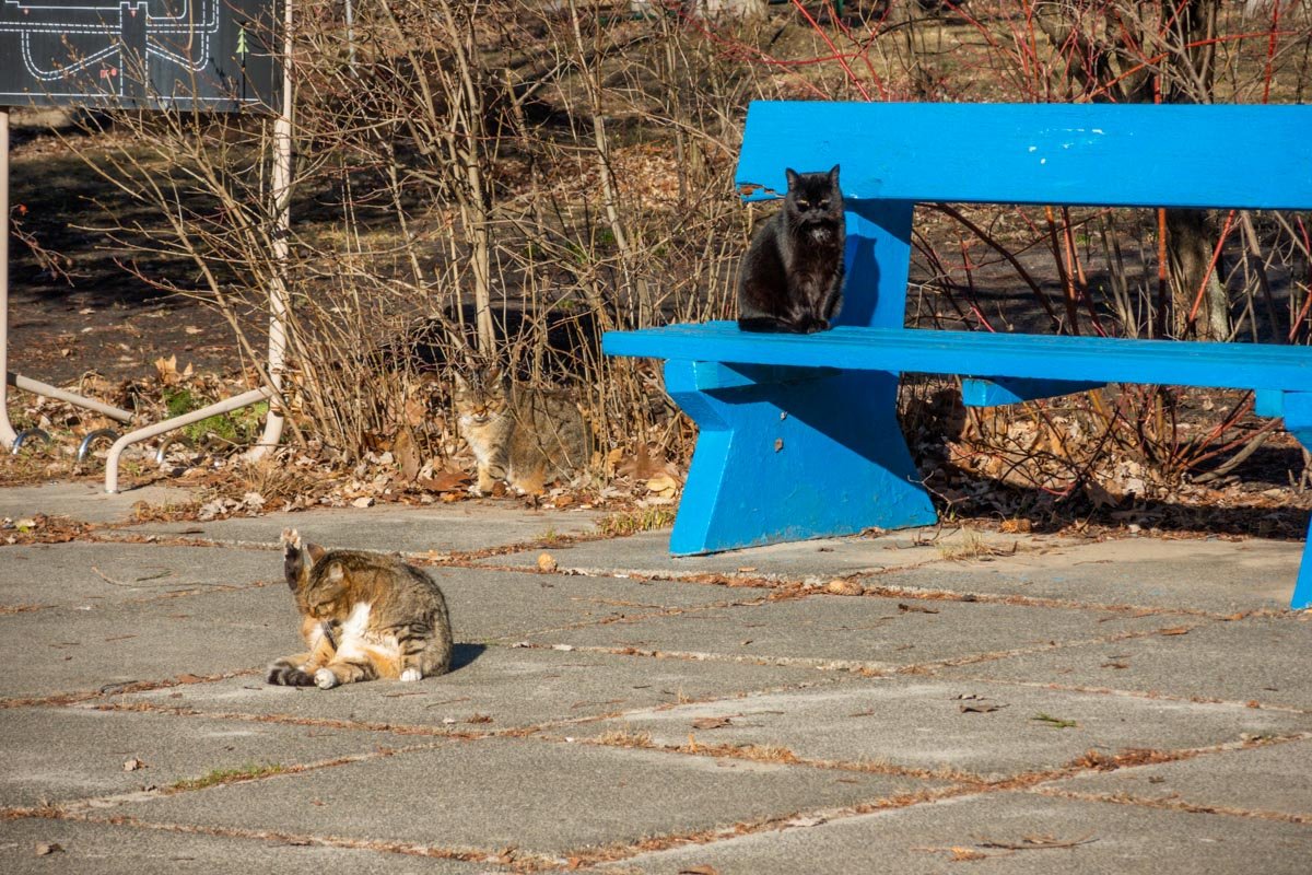 В частности, сейчас идет строительство дома поддержанного проживания В частности, сейчас идет строительство дома поддержанного проживания