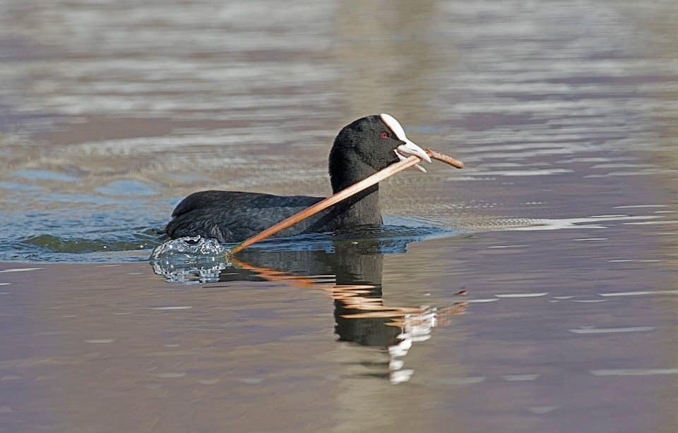 Все бы ничего, но ведь в озере живут птицы и другая живность, которая погибает из-за этого хлама