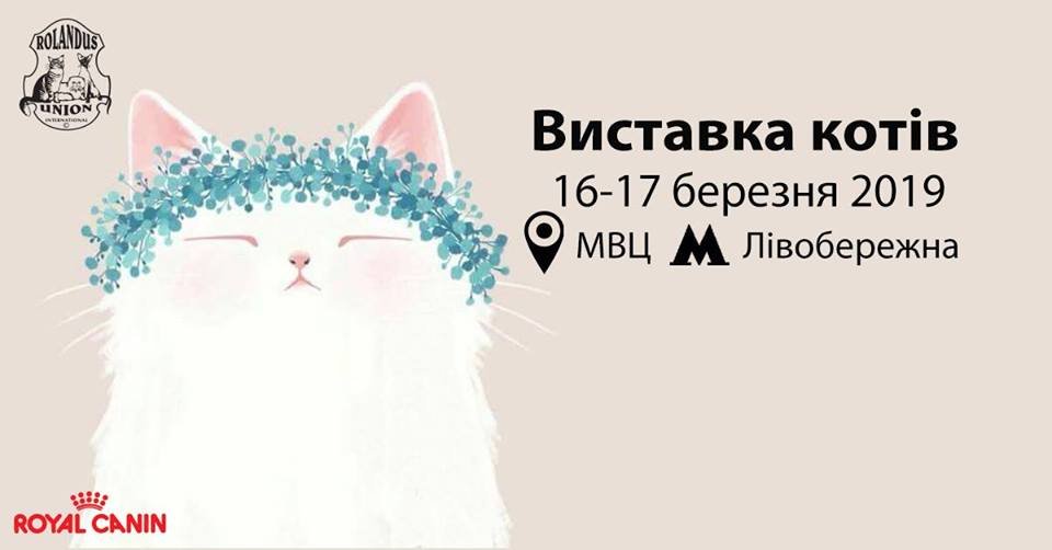 Выставка кошек - отличная идея для приятных выходных семьям с детьми