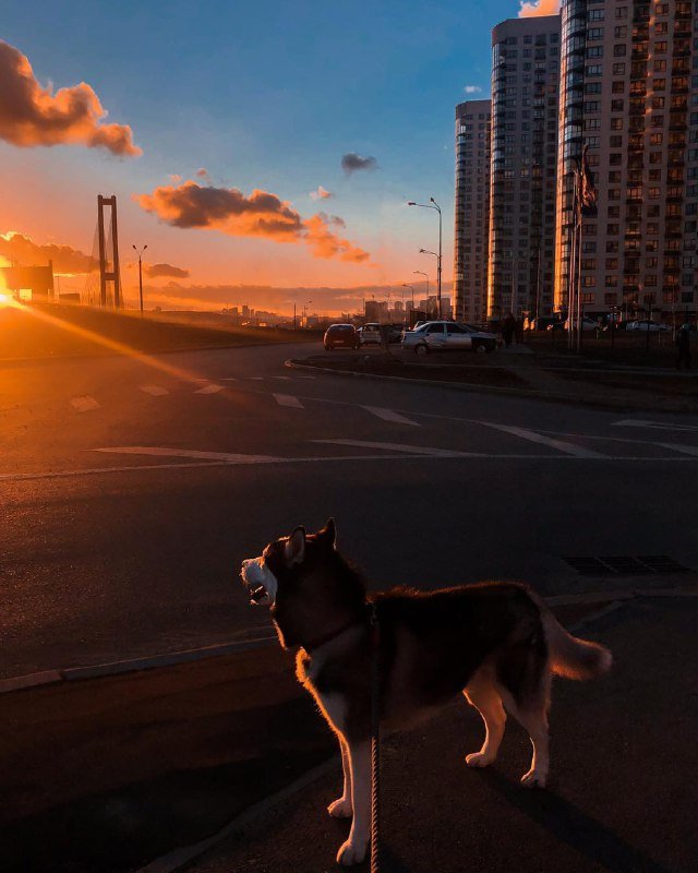 Что уж говорить, даже хвостатые заглядываются на эти закаты. Фото: @elineckajulia