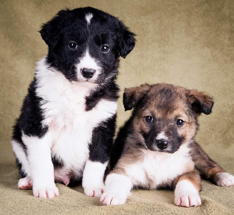 Малыши очень ждут любящую семью и хотят поскорее прыгнуть любимому хозяину на ручки