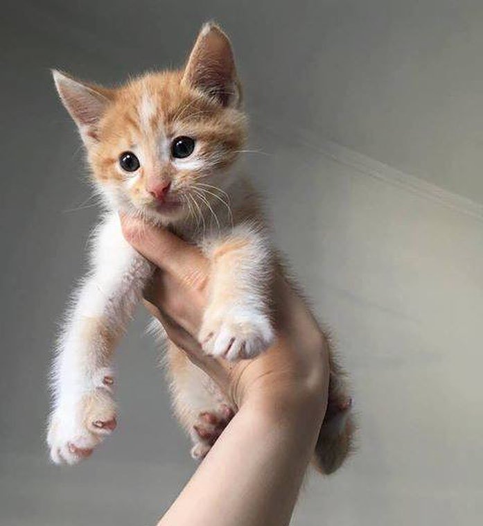 Рудик - это котенок-солнышко. С ним вы будете щуриться от смеха) 