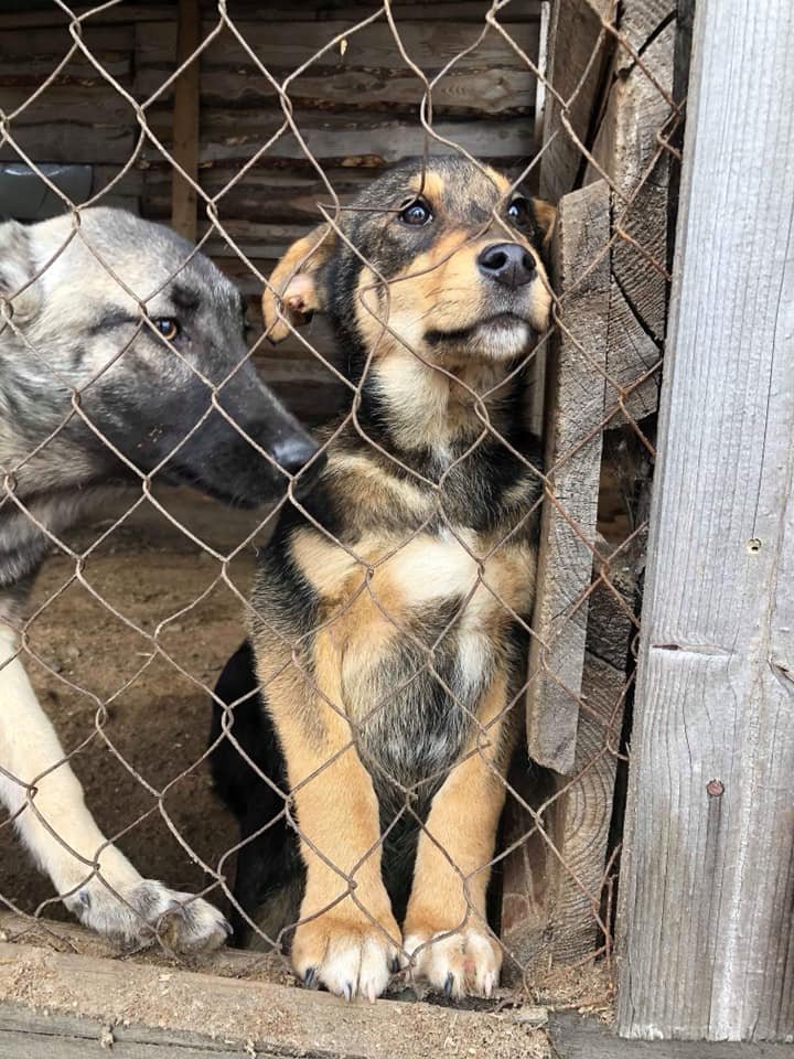 Эти глазки полны надежды... 