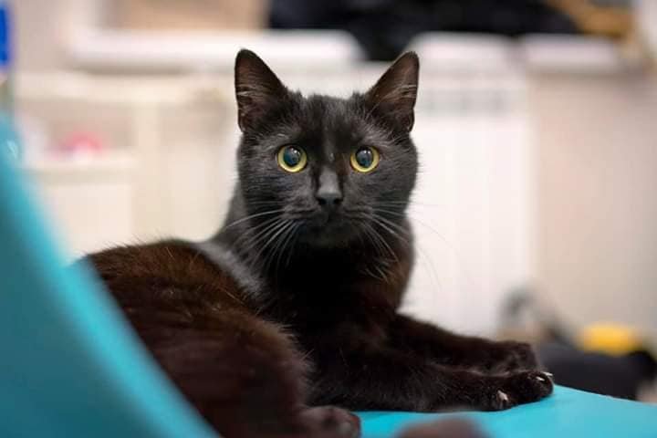 Если вы думаете, что котики черного цвета - невезучие, Вербена вмиг развеет все стереотипы 