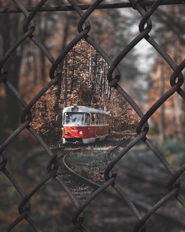 Как лесной зверек, маленький трамвайчик. Фото: @vitalik_gilevych