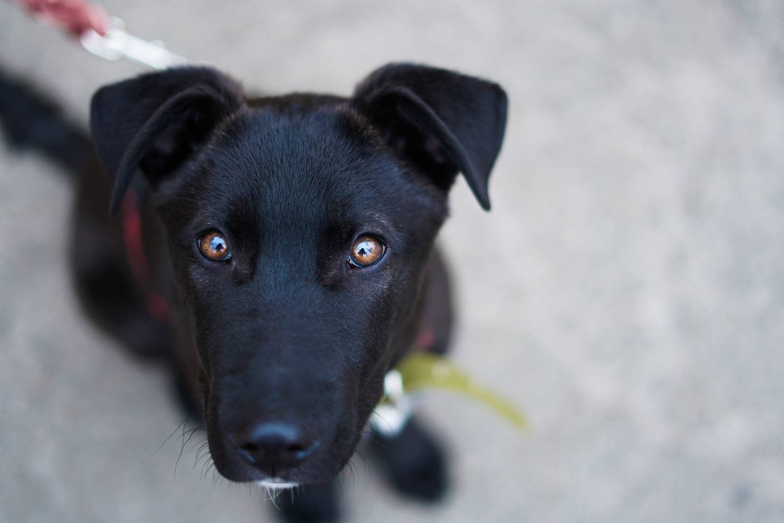 Ушастик Хобо ищет верного друга и хозяина Ушастик Хобо ищет верного друга и хозяина