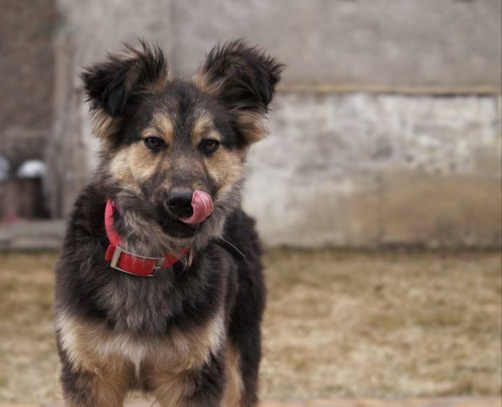 Пушистая Фокси ищет дом в Киеве Пушистая Фокси ищет дом в Киеве