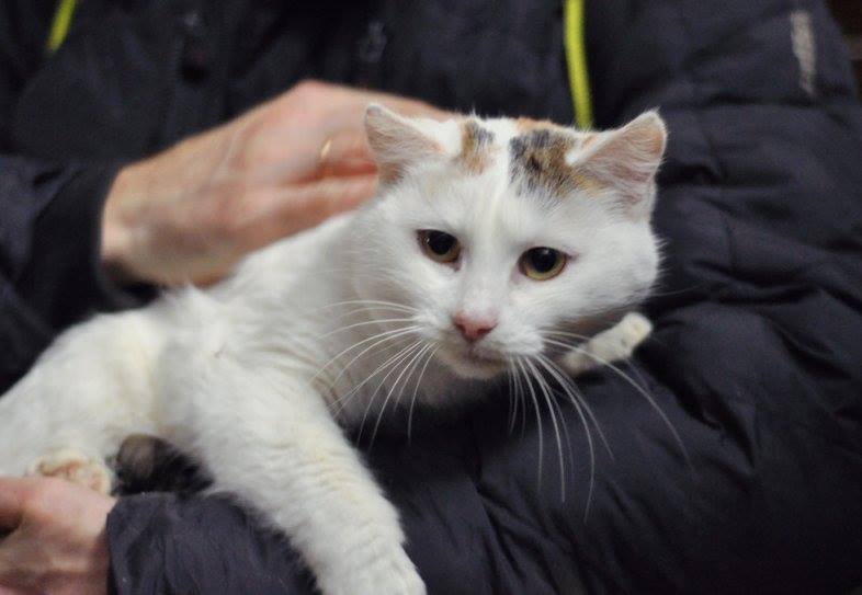 Зеленоглазая Жужа - гордая, но ласковая кошечка Зеленоглазая Жужа - гордая, но ласковая кошечка