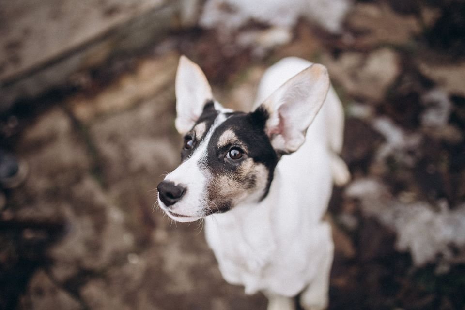 Ушастенькая Гита ищет активного хозяина Ушастенькая Гита ищет активного хозяина