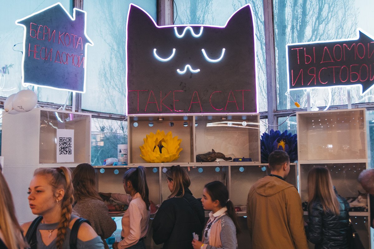 Самой милой зоной оказалась мини-выставка кошек, которая расположилась по соседству с торговыми точками Самой милой зоной оказалась мини-выставка кошек, которая расположилась по соседству с торговыми точками