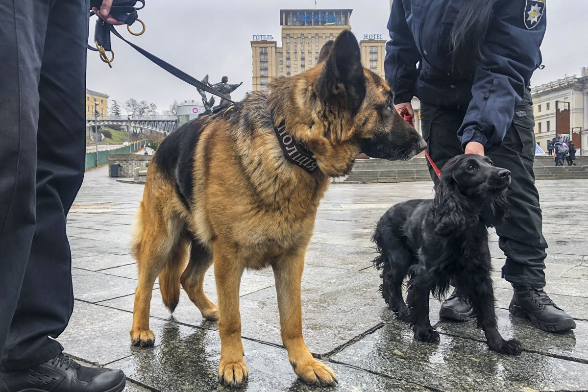 Кинологи с собаками обследуют территорию на наличие взрывоопасных предметов 