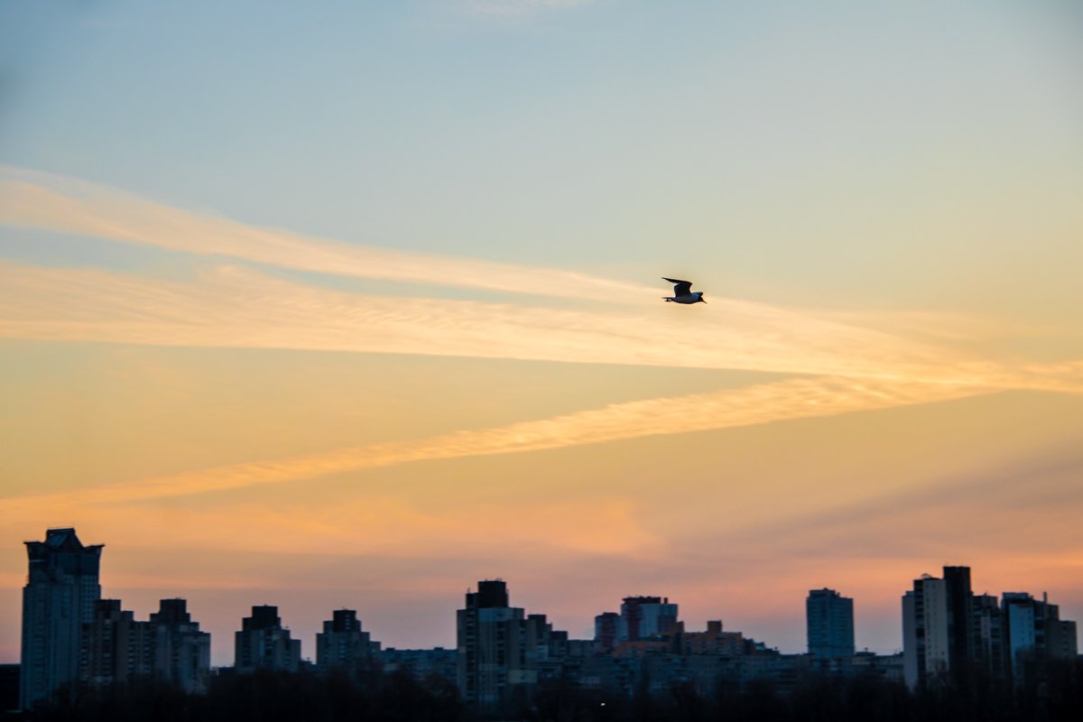 И самому хочется научиться летать И самому хочется научиться летать