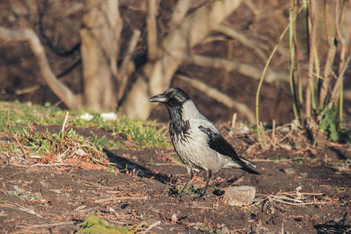 Счастливыми выглядят и обитатели ботанического сада