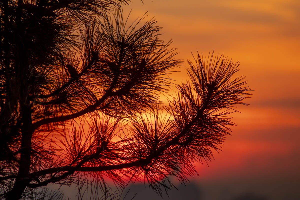 С минуту на минуту сквозь ветки деревьев будут пробиваться яркие лучи солнца