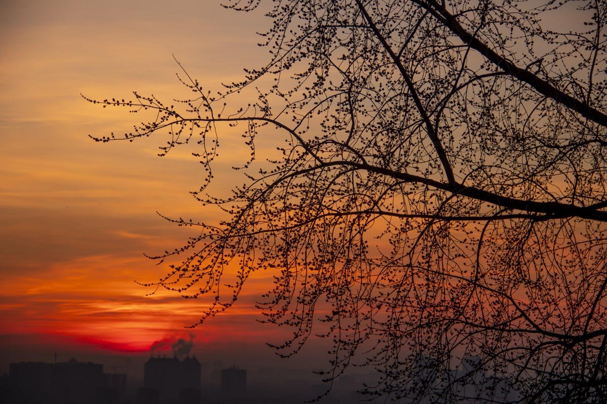 Совсем скоро деревья облачаться в зелено-цветочные накидки