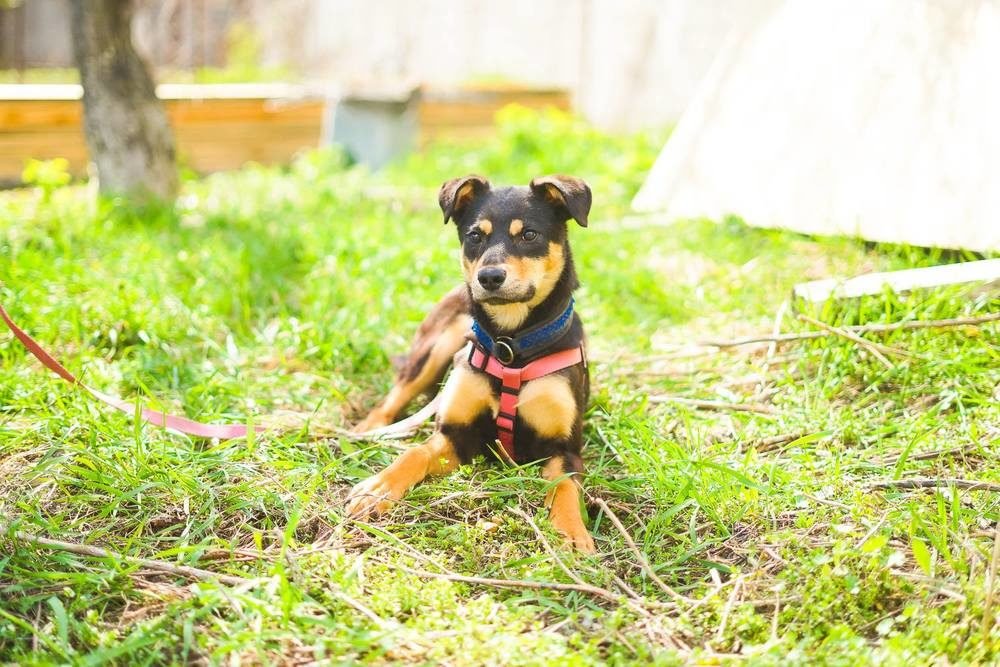 Сладенькая малышка Гретель ищет дом Сладенькая малышка Гретель ищет дом