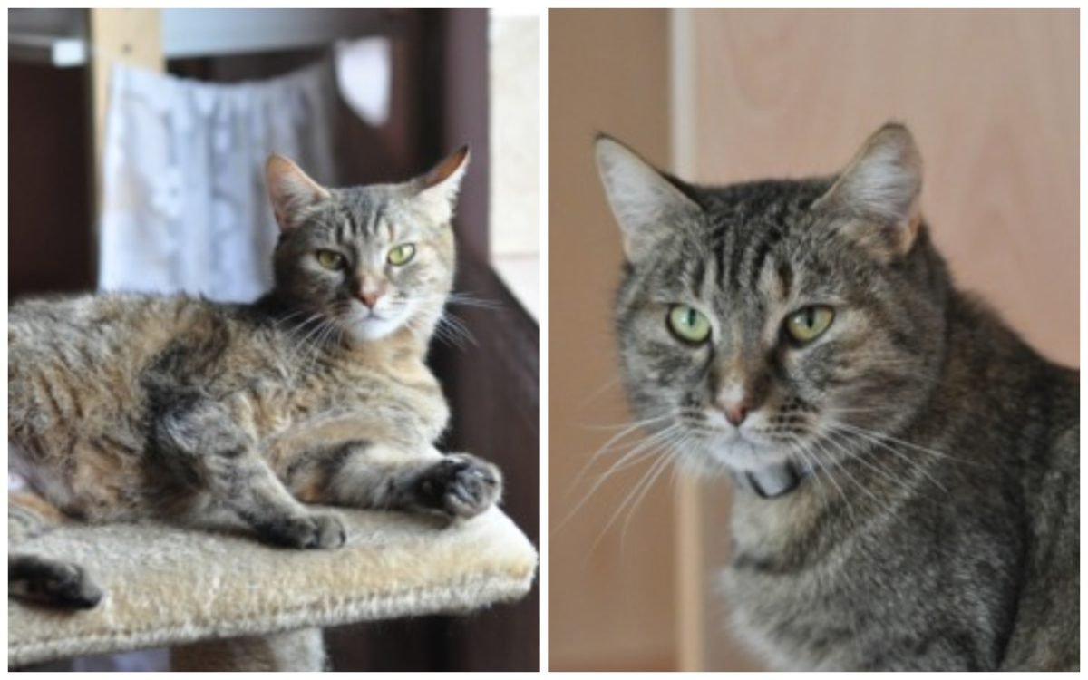 Диана - обладательница типичного кошачьего шарма Диана - обладательница типичного кошачьего шарма