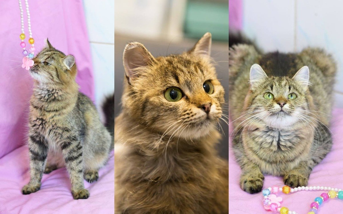 Принцесска Виолета ищет свое королевство. Или, хотя бы, уютную квартиру Принцесска Виолета ищет свое королевство. Или, хотя бы, уютную квартиру