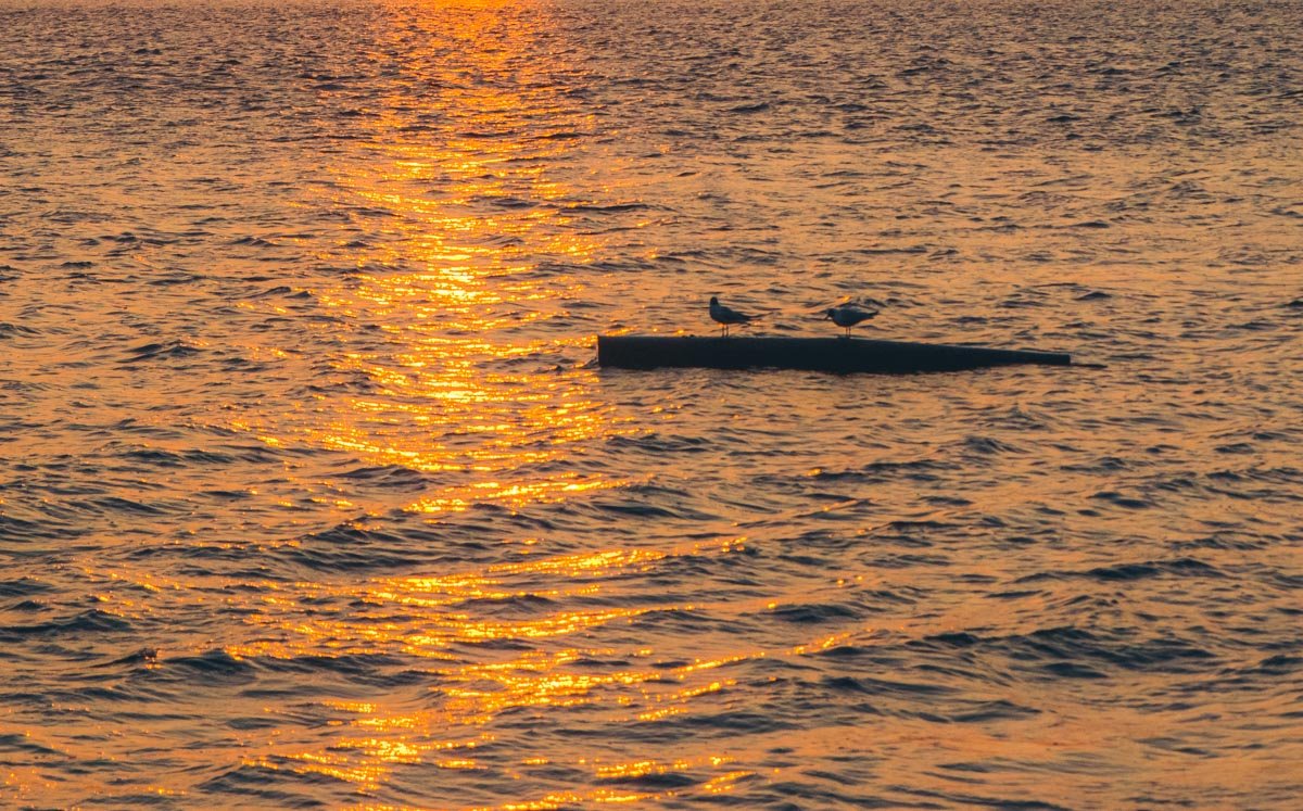 Птицы тоже наслаждаются утренними лучами весеннего солнышка Птицы тоже наслаждаются утренними лучами весеннего солнышка