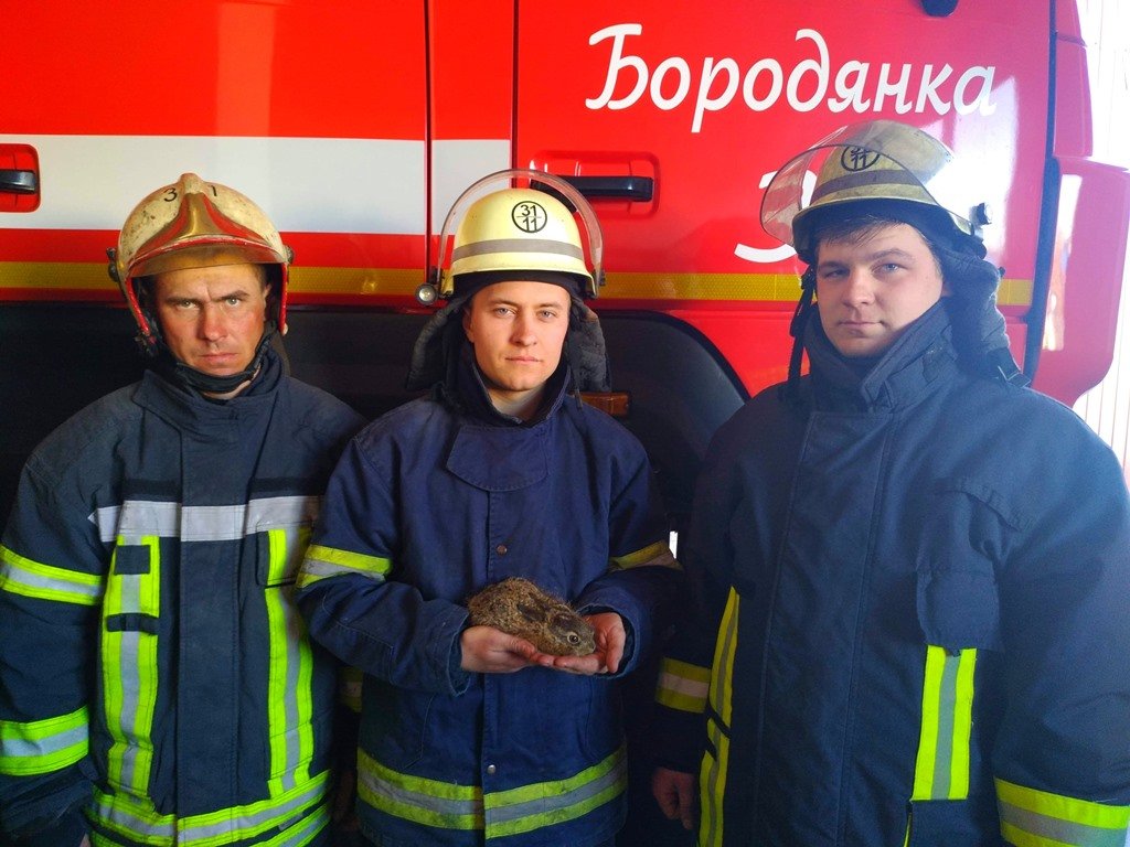 Под Киевом пожарные спасли зайчонка из огня 1