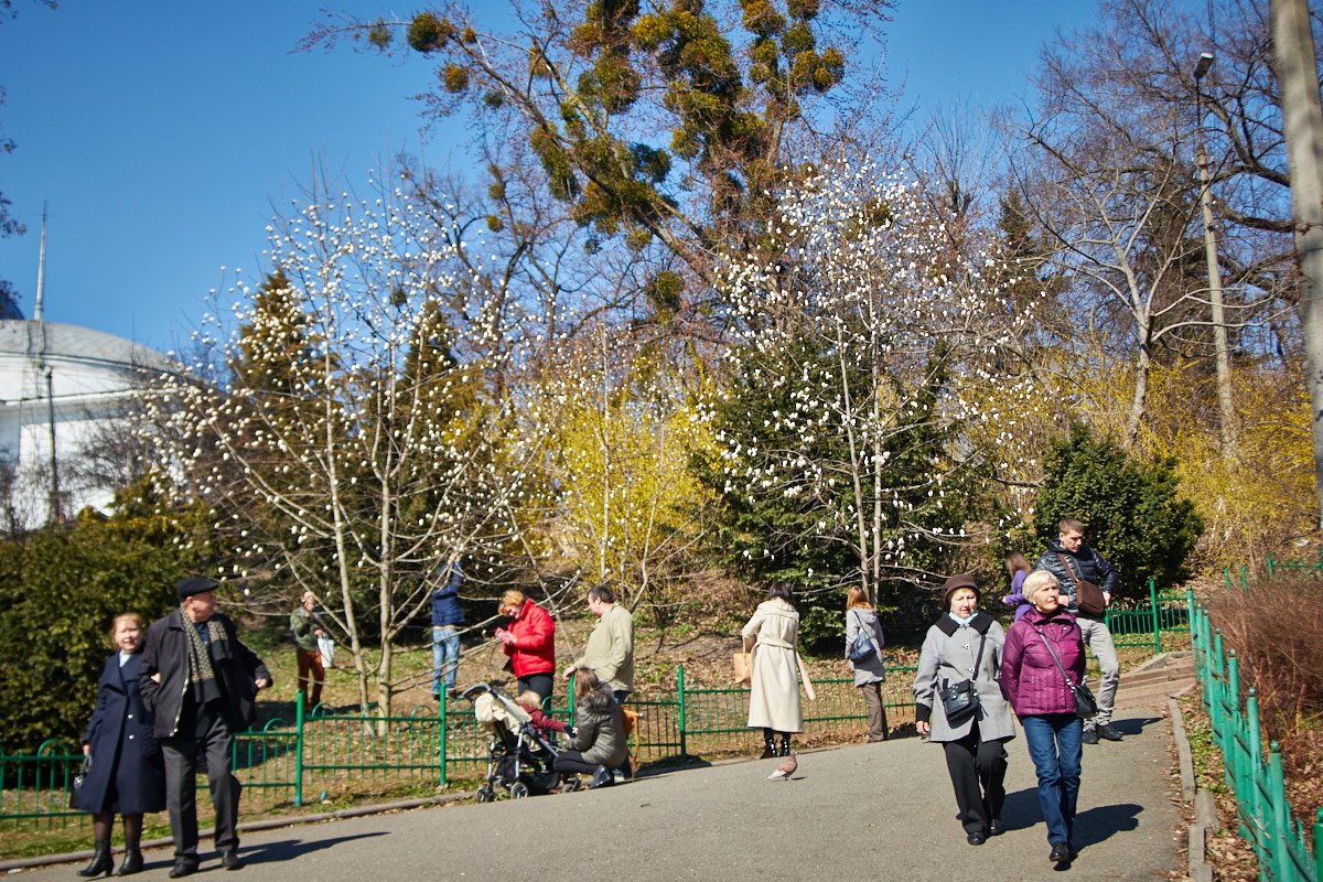 Пройти мимо магнолий и не сфотографировать - сложнейший весенний челлендж 