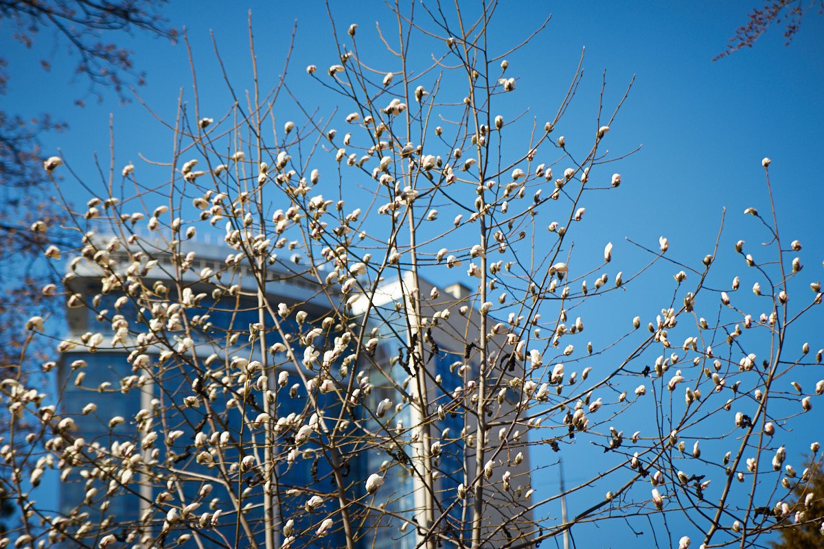 Цветы еще крохотные, но совсем скоро уже будет розовое полотно красоты 