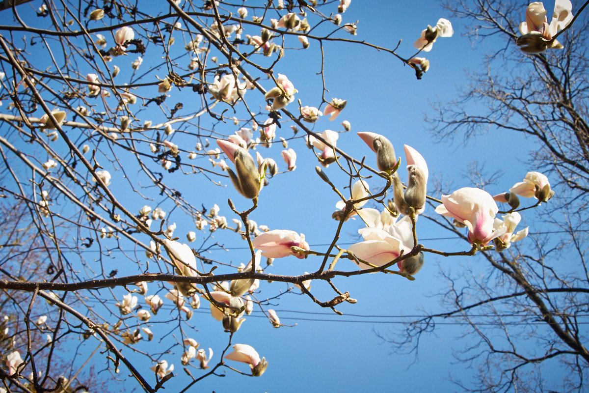Розовый, синий... Эти цвета такие разные, но так одинаково дарят какую-то гармонию