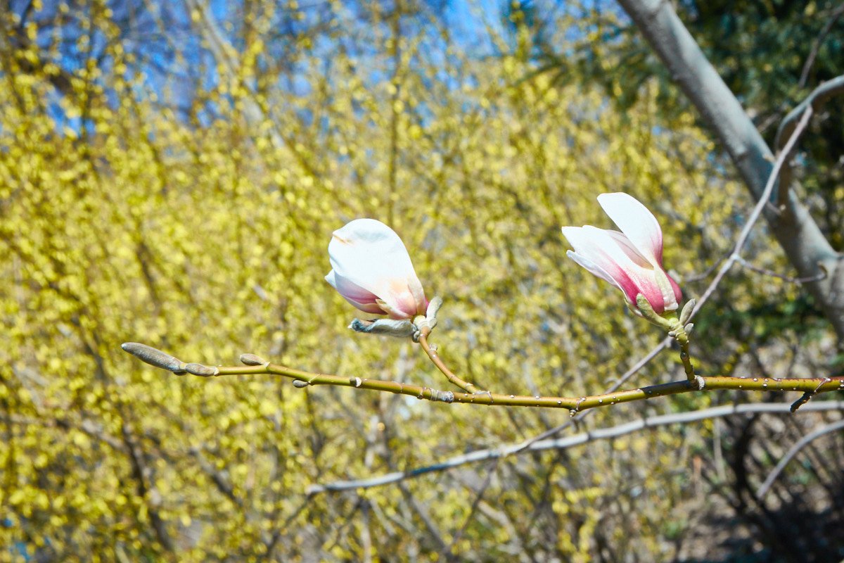 Вот-вот-вот, и бутончик станет обалденно красивым цветком