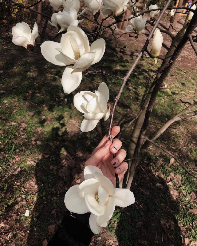 А вы уже видели магнолии в ботсаду? Фото: @maria.remark А вы уже видели магнолии в ботсаду? Фото: @maria.remark