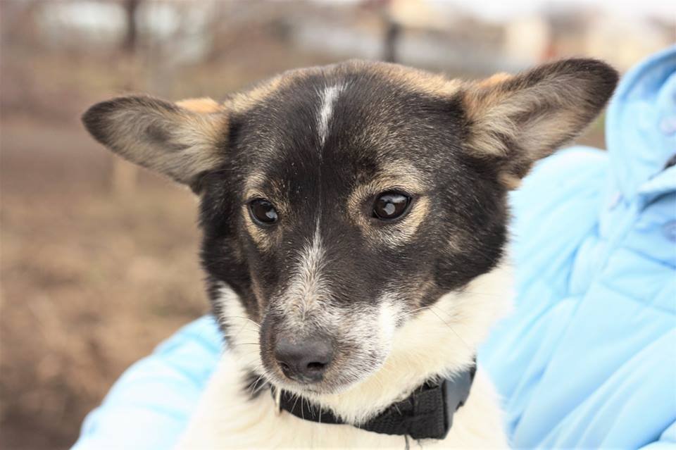 Милашка Наполеоша очень хочет домой и на ручки Милашка Наполеоша очень хочет домой и на ручки