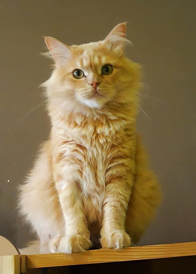 Рыженкий Кирюша невероятно любит ласку и вкусную еду Рыженкий Кирюша невероятно любит ласку и вкусную еду